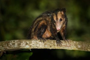 Vačice opossum (Didelphis marsupialis) – Martin Pelanek / Shutterstock