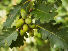 Dub zimní (Quercus petraea), detail větvičky s listy a plody – Hartmut Goldhahn / Shutterstock