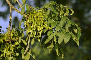 Jasan ztepilý (Fraxinus excelsior) – Martin Fowler / Shutterstock