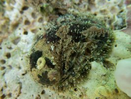 Ušeň mořská (Haliotis tuberculata) – Ana y Erik / Shutterstock