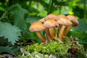 Opěnka měnlivá (Kuehneromyces mutabilis) – Jaroslav Machacek / Shutterstock