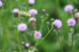 Pcháč oset (Cirsium arvense) – Mr. Meijer / Shutterstock