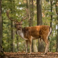 Daněk evropský (Dama dama) – Honza123 / Shutterstock