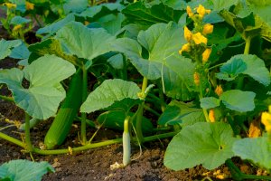 Okurka setá (Cucumis sativus) – RealityImages / Shutterstock
