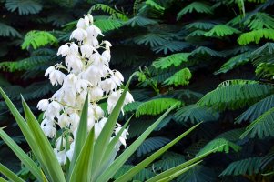 Juka aloelistá (Yucca aloifolia) – svf74 / Shutterstock