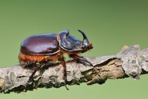Nosorožík kapucínek (Oryctes nasicornis) – Matteo photos / Shutterstock
