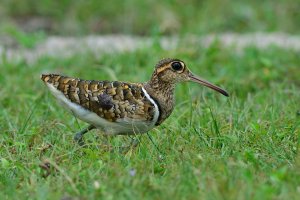 Slučice zlatá (Rostratula benghalensis) – BOONCHUAY PROMJIAM / Shutterstock