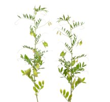 Čočka jedlá (Lens esculenta) – spline_x / Shutterstock