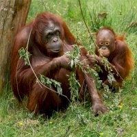 Orangutan (Pongo pygmaeus), samice s mládětem – Jolanda Aalbers / Shutterstock