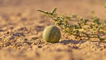 Kolokvinta (Citrullus colocynthis) – Medolka / Shutterstock