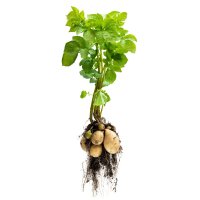 Rostlina lilku hlíznatého (brambor) s hlízami – Elena Zajchikova / Shutterstock