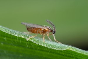 Plodomorka pšeničná (Contarinia tritici) – Tomasz Klejdysz / Shutterstock