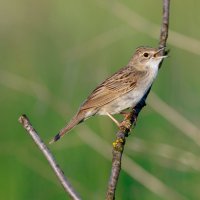 Cvrčilka zelená (Locustella naevia) – Vishnevskiy Vasily / Shutterstock
