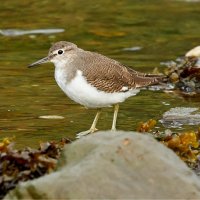 Pisík obecný (Actitis hypoleucos) – pabloavanzini / Shutterstock