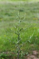 Hulevník lékařský (Sisymbrium officinale) – Bildagentur Zoonar GmbH / Shutterstock