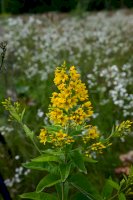 Vrbina obecná (Lysimachia vulgaris) – Andrey Derzkiy / Shutterstock