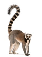 Lemur kata (Lemur catta) s dlouhým pruhovaným ocasem – Eric Isselee / Shutterstock