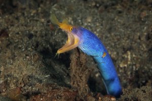 Muréna nosatá (Rhinomuraena quaesita), samčí fáze, Lembeh, Indonésie – Oksana Maksymova / Shutterstock