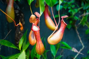 Láčky masožravé rostliny rodu láčkovek (Nepenthes) – Chantath K / Shutterstock