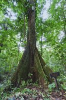 Mlékovec užitečný (Brosimum utile) – riekephotos / Shutterstock