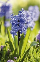Hyacint východní (Hyacinthus orientalis) – Profimedia.cz