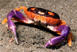 Krab suchozemský (Gecarcinus quadratus) z podkmene kusadlovců – Jean-Baptiste Toussaint / Shutterstock