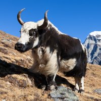 Jak (Bos grunniens), Nepál, Himaláje, poblíž základního tábora na Mount Everest – Daniel Prudek / Shutterstock
