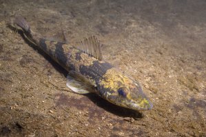 Drsek menší (Zingel streber) – Rostislav Stefanek / Shutterstock