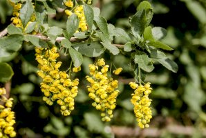 Dřišťál obecný (Berberis vulgaris) – Nick Pecker / Shutterstock