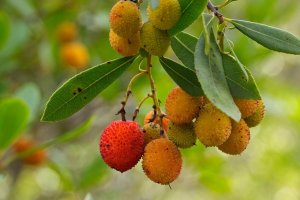 Planika velkoplodá (Arbutus unedo) – Profimedia.cz