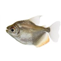 Mylossoma (Mylossoma aureum) – Eric Isselee / Shutterstock