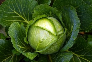 Zelí hlávkové (Brassica oleracea varianta capitata) – Digihelion / Shutterstock