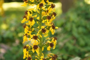 Popelivka sibiřská (Ligularia sibirica) – mizy / Shutterstock