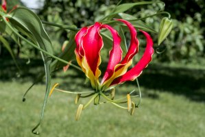 Gloriosa superba – Nick Pecker / Shutterstock