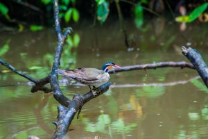 Chřástalec malý (Heliornis fulica) – Matyas Rehak / Shutterstock