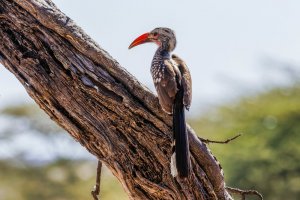 Zoborožec damarský (Tockus damarensis) – Gunter Nuyts / Shutterstock