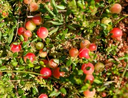 Klikva bahenní (Vaccinium oxycoccos) – Krzysztof Slusarczyk / Shutterstock