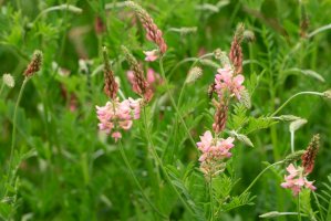 Vičenec setý (Onobrychis viciifolia) – Eileen Kumpf / Shutterstock