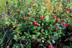 Brusinka obecná (Vaccinium vitis-idaea) – Yegor Larin / Shutterstock