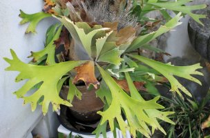 Platycerium alcicorne – Granadeiro / Shutterstock