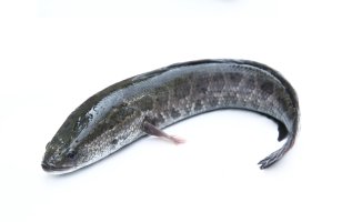 Hadohlavec skvrnitý (Channa argus) – sevenke / Shutterstock