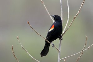 Vlhovec červenokřídlý (Agelaius phoeniceus) – Jim Nelson / Shutterstock