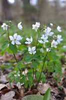 Zapalice žluťuchovitá (Isopyrum thalictroides) – Orest lyzhechka / Shutterstock