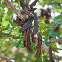 Rohovník obecný (Ceratonia siliqua) – f2.8 / Shutterstock