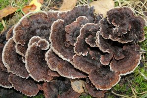 Plesňák zemní (Thelephora terrestris) – Profimedia.CZ