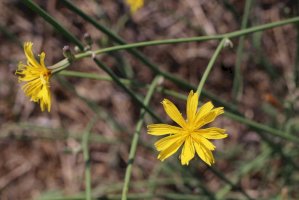 Radyk prutnatý (Chondrilla juncea) – Vankich1 / Shutterstock