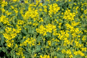 Hořčice bílá (Sinapis alba) – Nick Pecker / Shutterstock