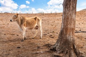 Kráva hladovějící v důsledku dlouhého sucha, Austrálie – Aaron Myrtle / Shutterstock