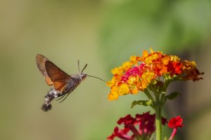 Dlouhozobka svízelová (Macroglossum stellatarum) – GR Photo / Shutterstock