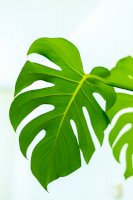 Monstera – Joyce G / Unsplash